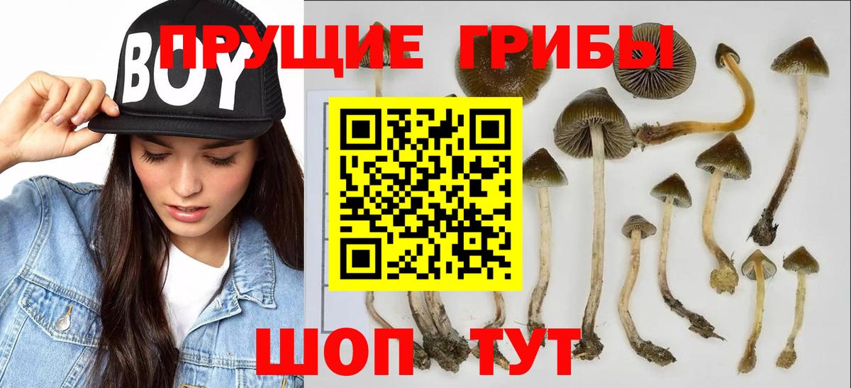 хочу наркоту  Псилоцибиновые грибы Cubensis  Псилоцибиновые грибы Cubensis  Вход с VPN  Ангарск 